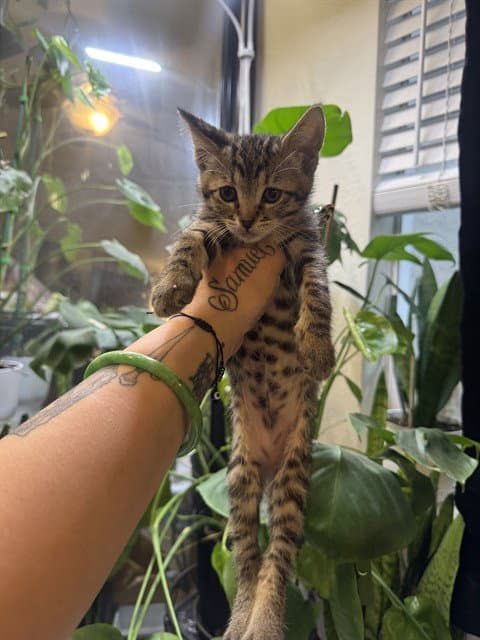Bellz - Domestic Short Hair
