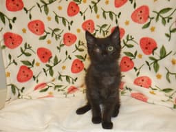 Rosie image 1
