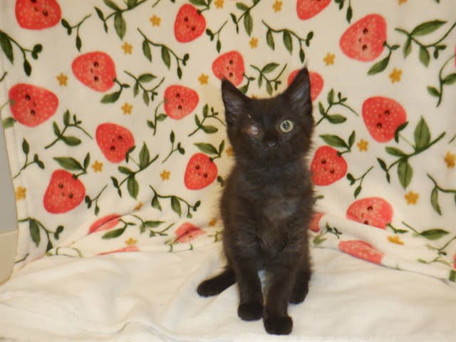 Rosie - Domestic Short Hair