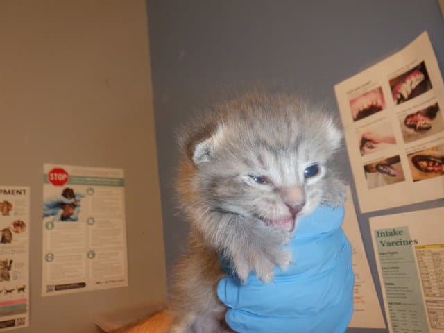 Mickey - Domestic Short Hair