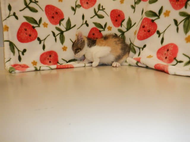 Comet - Domestic Short Hair