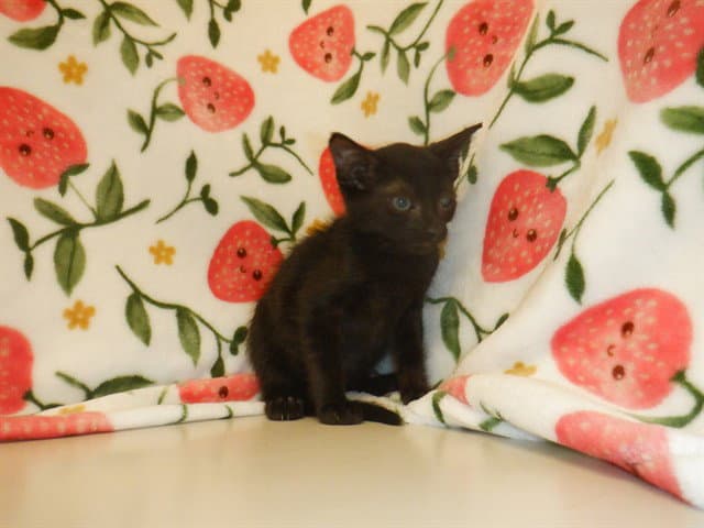 Ember - Domestic Short Hair