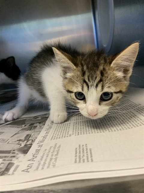 Pippa - Domestic Short Hair