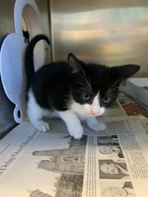Apple - Domestic Short Hair