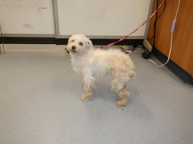 Paquita - Maltese
