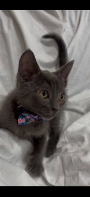 Ember
