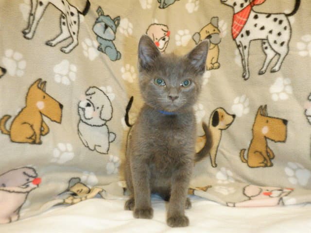 Smokey - Domestic Short Hair