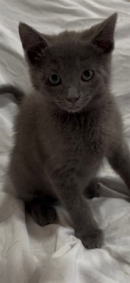 Smokey image 1