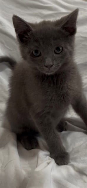 Smokey
