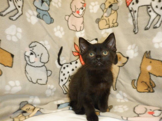 Sparkle - Domestic Short Hair