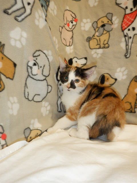 Saturn - Domestic Short Hair