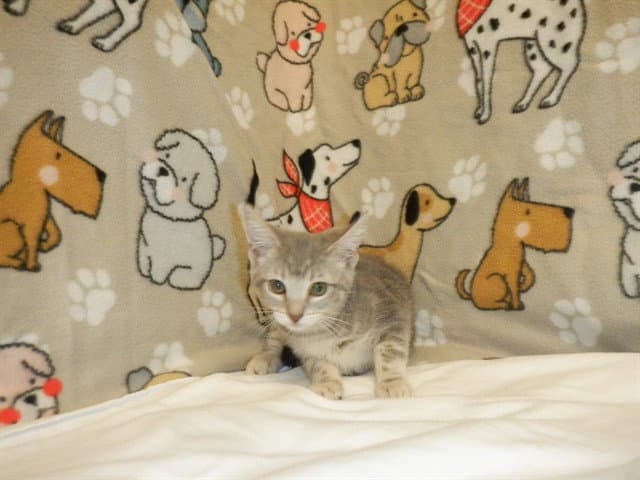Saffron - Domestic Short Hair