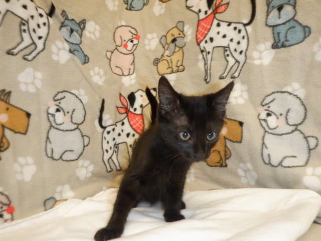 Ink Spot - Domestic Short Hair