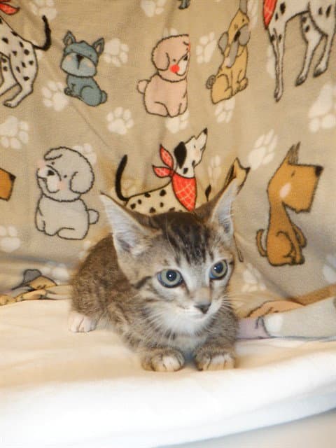 Jessie - Domestic Short Hair