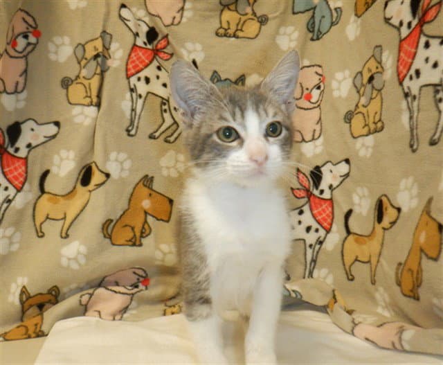 Presley - Domestic Short Hair