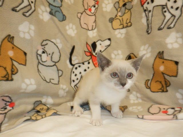 Parmesan - Domestic Short Hair