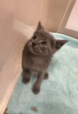 Minnie image 1
