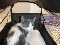 Yazmin image 1
