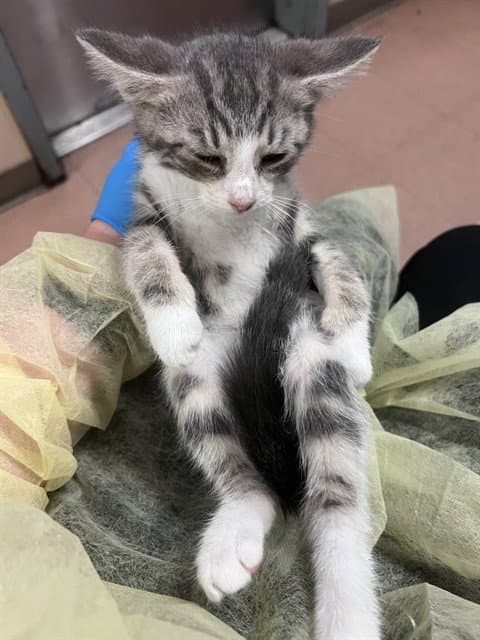 Omashu - Domestic Short Hair