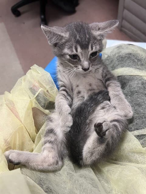 Nappa - Domestic Short Hair