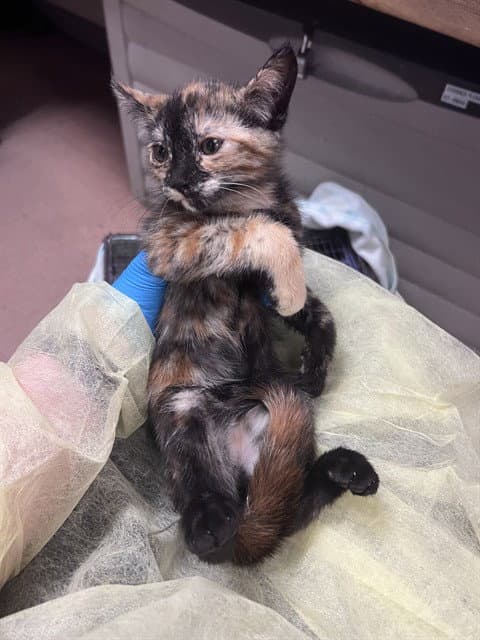 Cheyenne - Domestic Short Hair