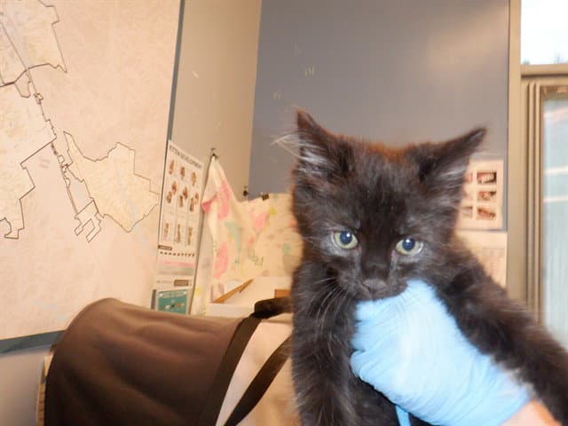 Lorenzo - Domestic Short Hair