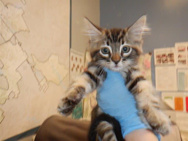 Leon - Domestic Short Hair