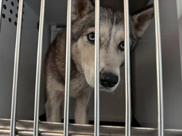 Juno - Siberian Husky