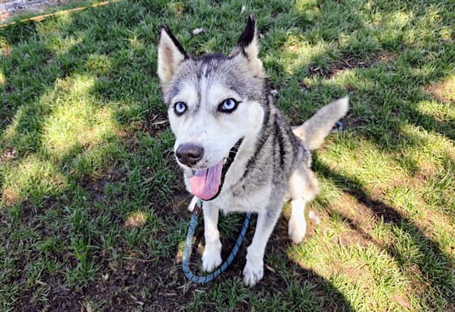 Juno - Siberian Husky
