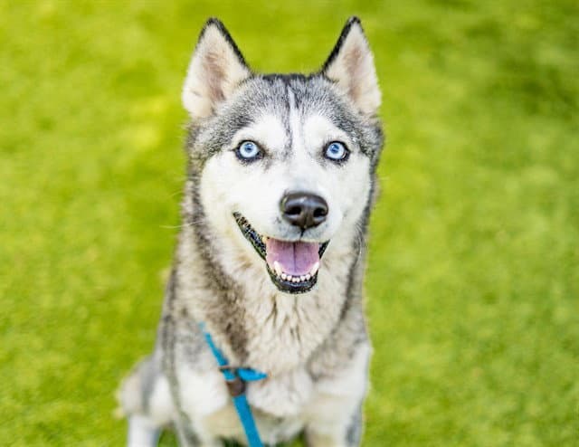 Juno - Siberian Husky