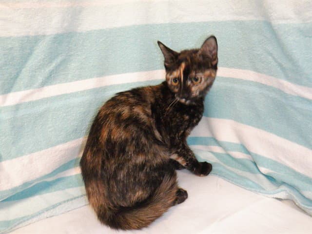 Jo - Domestic Short Hair