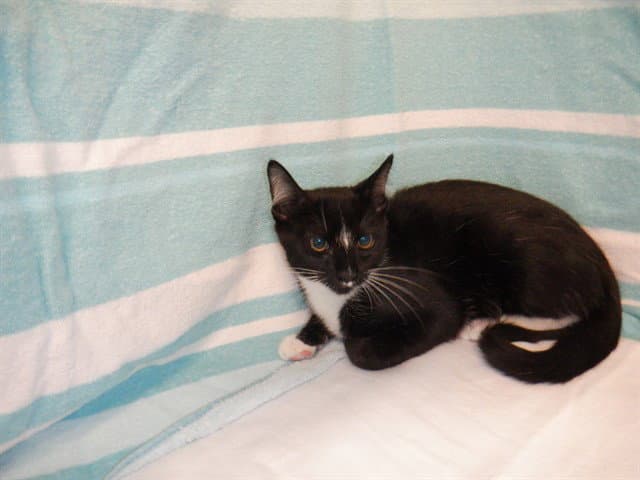 Anor - Domestic Short Hair