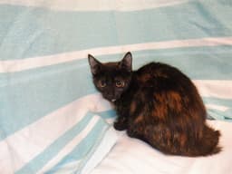 Tootie image 1