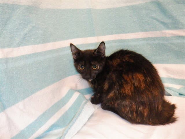 Tootie - Domestic Short Hair