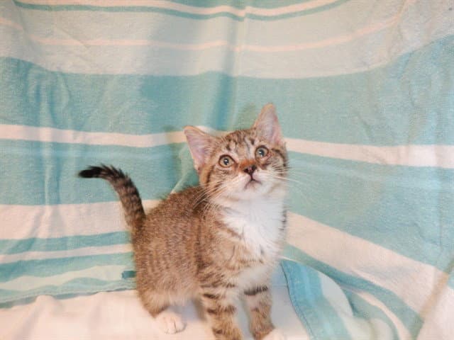 Simone - Domestic Short Hair