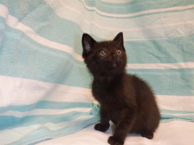 Timmy - Domestic Short Hair