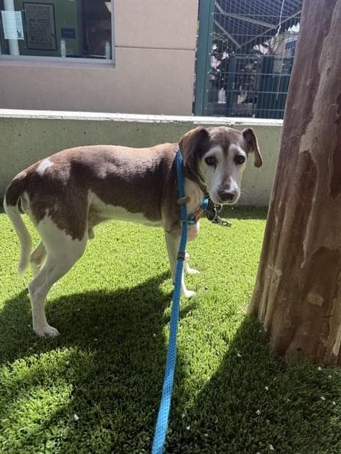 Buddy - Beagle