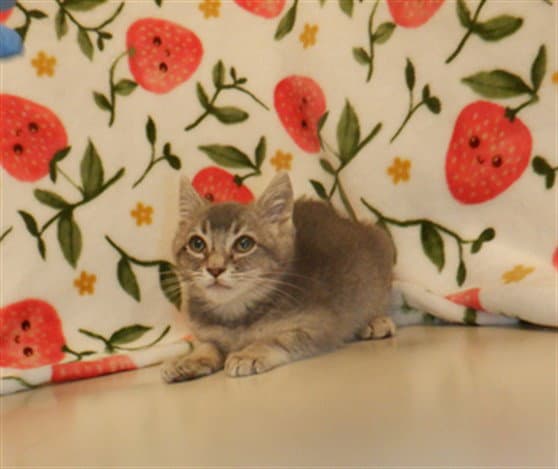 Unknown - Domestic Short Hair