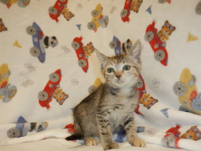 Tabitha - Domestic Short Hair