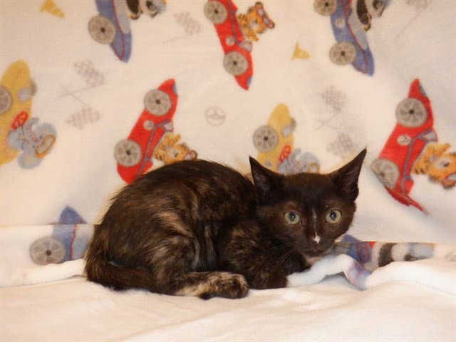 Troy - Domestic Short Hair
