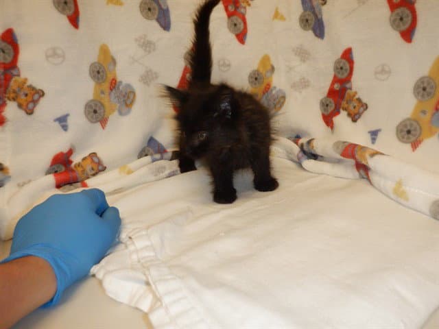 Yuki - Domestic Short Hair