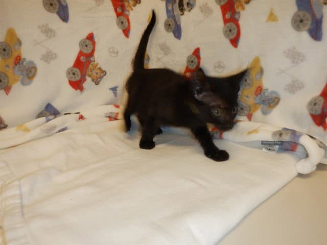 Quincy - Domestic Short Hair