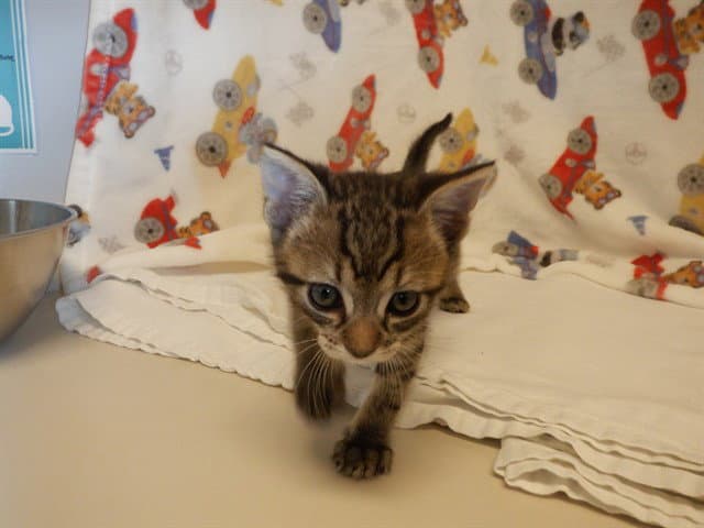 Unknown - Domestic Short Hair
