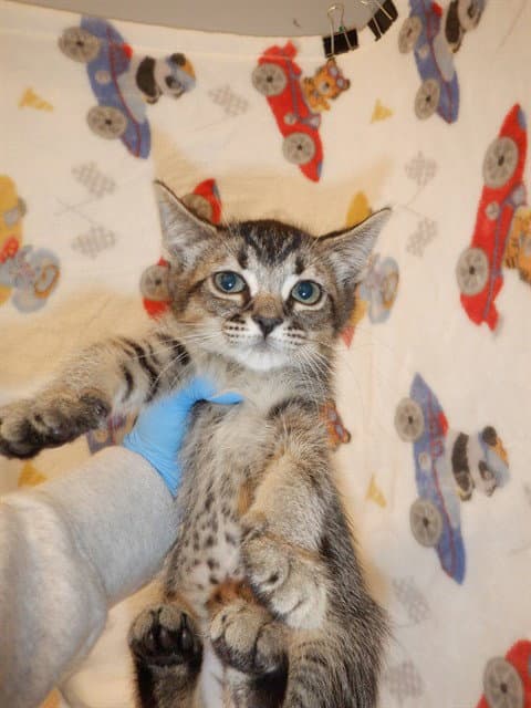 Becca - Domestic Short Hair