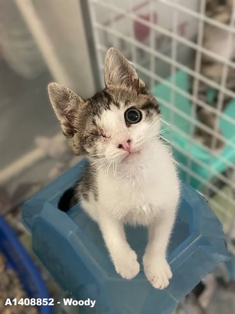 Woody - Domestic Short Hair