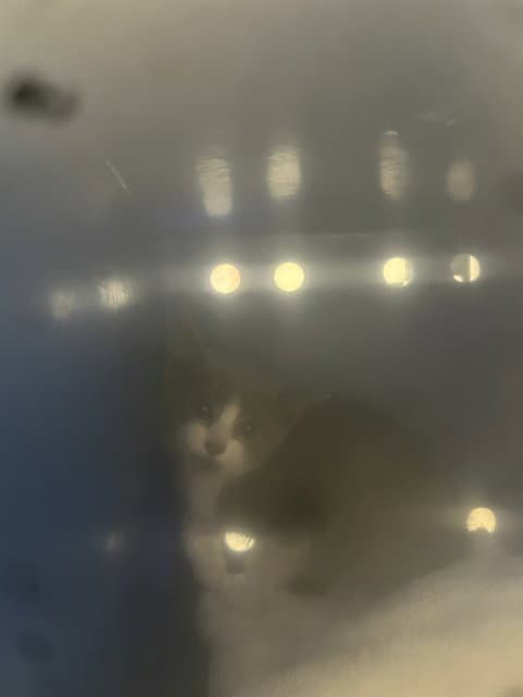 Sox - Domestic Short Hair