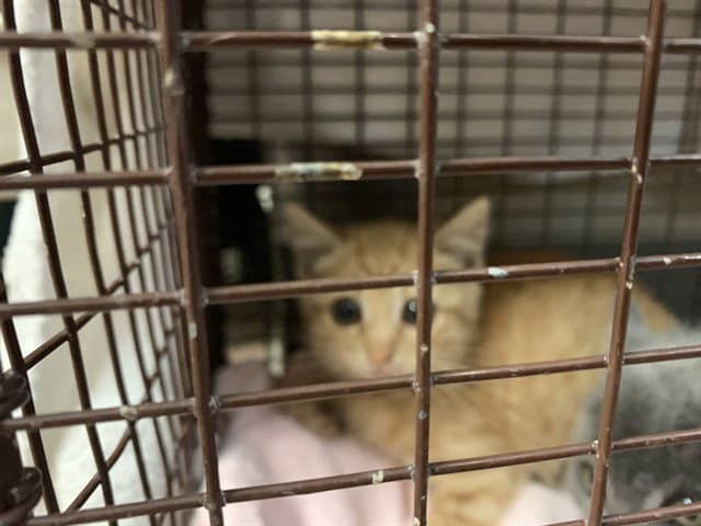 Flamingo - Domestic Short Hair