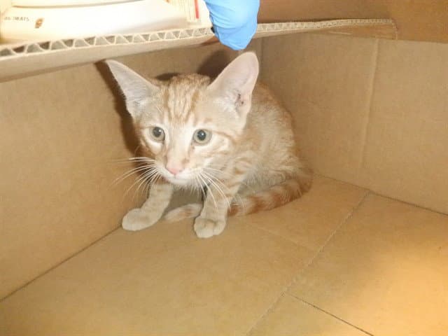 Durazno - Domestic Short Hair