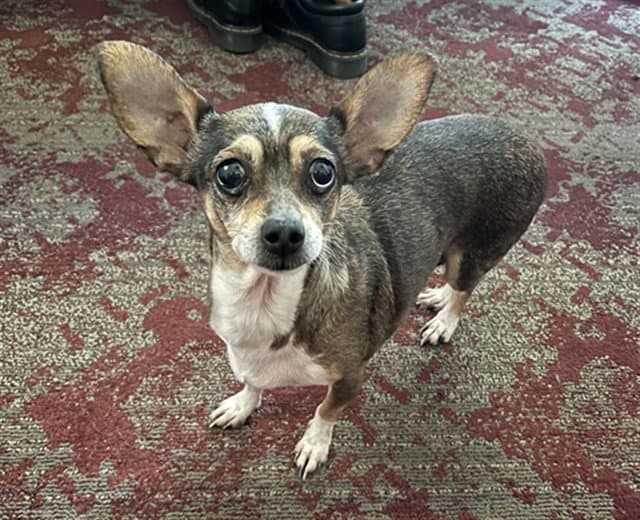Mouse - Chihuahua