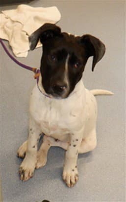 Unknown - Labrador Retriever